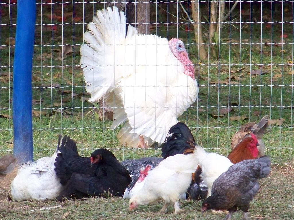 Pousada Fazenda Florenca Conservatória Εξωτερικό φωτογραφία